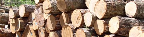 Timber / Wood