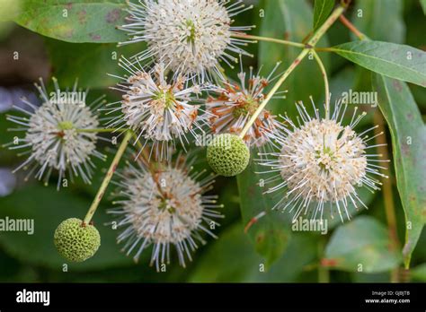 Buttonbush Cephalanthus Occidentalis Stock Photo Alamy