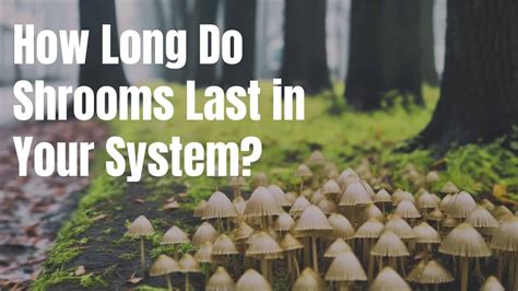 How Long Do Shrooms Last In Your System Design For Recovery