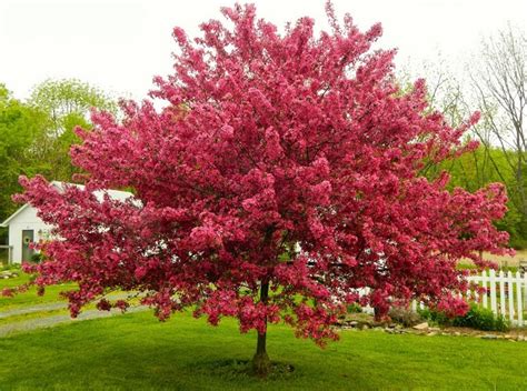 Few Ideas And Tips How To Select Trees For Your Yard Ideas For Blog