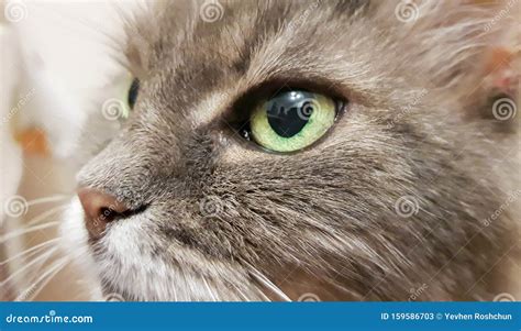Dark Green Cat S Eye Close Up Gray Adult Longhair Cat Series Cat Head