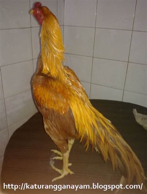 Warna bulu pada ayam bangkok, juga menjadi salah satu keunggulan dari ayam tersebut. PETERNAKAN MODERN: Jenis-Jenis Ayam