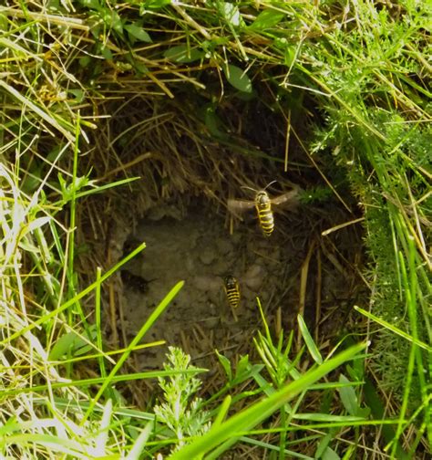 Pictures Of A Hornets Nest On Animal Picture Society