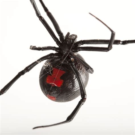 Black Widow Spiders National Geographic