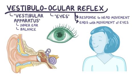 Vestibular Ocular Reflex Pathway
