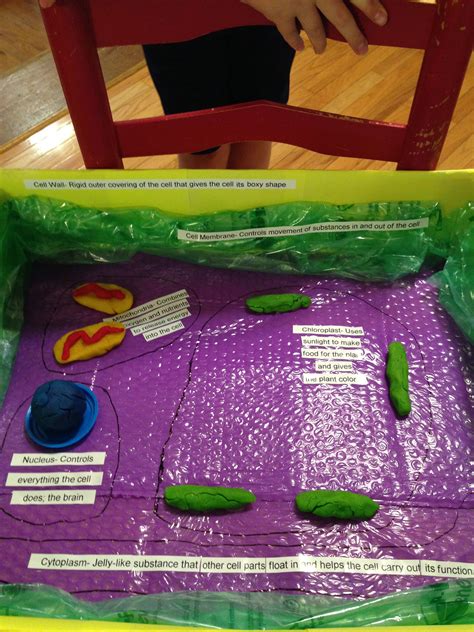 5th Grade 3d Plant Cell Project 3d Plant Cell Plant Cell Project