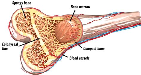 As the person matures there is no longer need for growth so the epiphyseal line develops which where the bone can no longer grow. Structure of Bone | The Skeleton & Bones | Anatomy ...