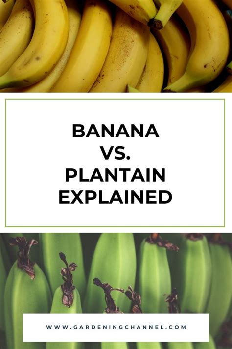 Banana Vs Plantain Explained Gardening Channel Plantains Banana