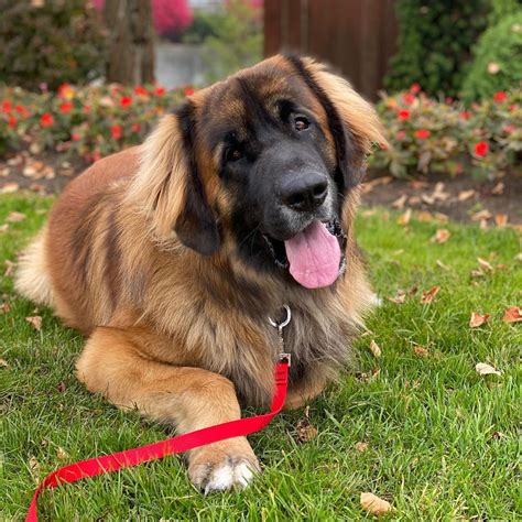 14 Facts Proving That Leonberger Dogs Are True Lions Page 2 Of 4