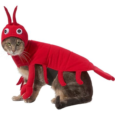 Cat In A Halloween Costume Vlrengbr