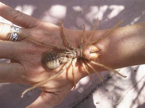 Do spiders usually bite humans even if they are not attacked? 10 Of The Most Terrifying Spiders In The World