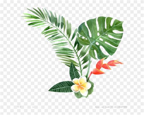 Watercolor Painting Drawing Plant Illustration Tropical Plant Clip