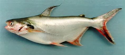 Macam Jenis Ikan Patin