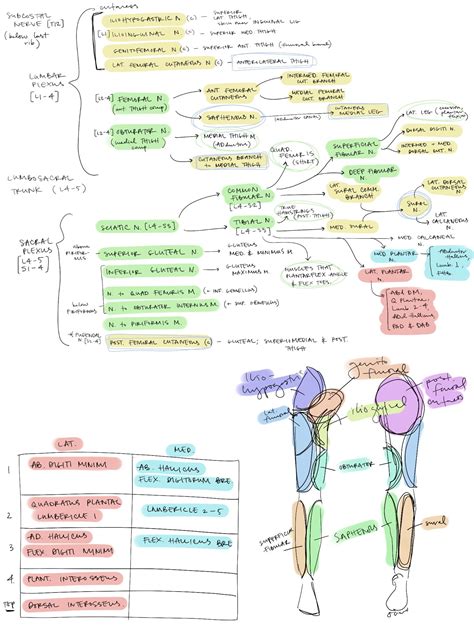 Pin By Anaïs Petit On Med Basic Anatomy And Physiology Medical