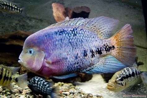 紫红火口鱼360百科