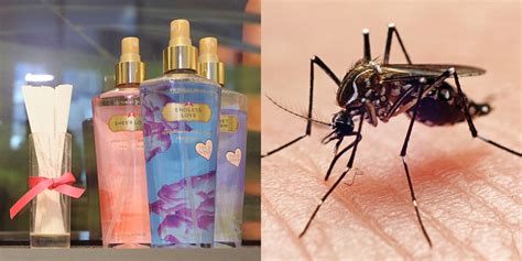 whoa your victoria s secret perfume may double as mosquito repellent self