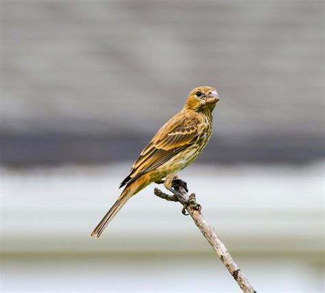 Female House Finch By Chris White Photograph By C H Apperson Fine Art