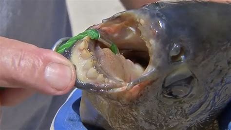 Rare Amazonian Fish With Human Like Teeth Caught In A New Jersey Lake