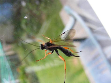 Red And Black Flying Insect Uk Bmp News