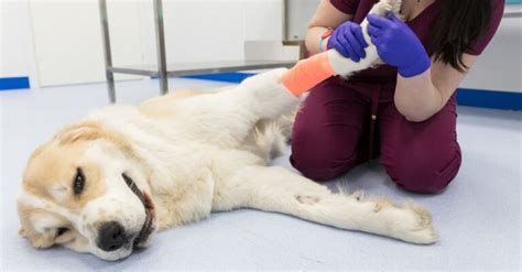 Understanding And Managing Hemophilia In Dogs Nhv Pets