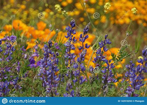 Lupines In Bloom In California Stock Image Image Of Lupines Field