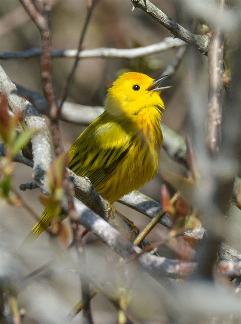 Vermont Birds 2014