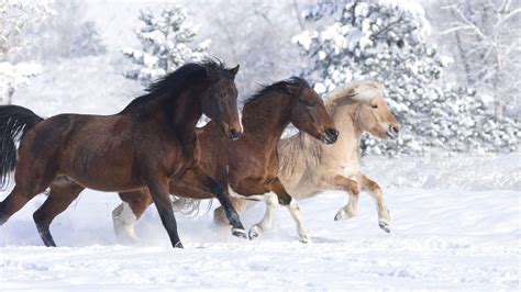 Horses Enjoying A Beautiful Winter Day Wallpaper Animal Wallpapers