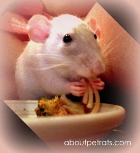 Her poops look slightly abnormal compared to her sisters and smaller, and she has not as good of an appetite. Dangerous Foods - About Pet RatsAbout Pet Rats