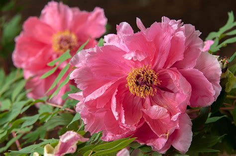 How To Grow And Care For Itoh Peony