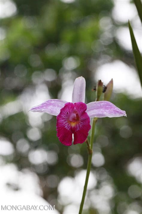 Orchid Colombia0114