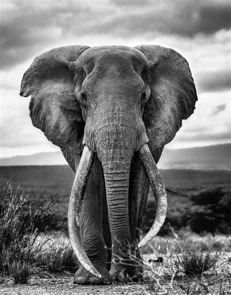 Graceful Giants Stunning And Timeless Black And White Elephant Photos