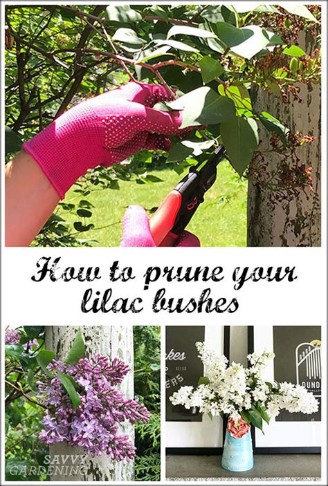 Tips For Pruning Lilacs To Encourage Blooms For Next Year