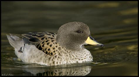 Yellow Billed Teal Page