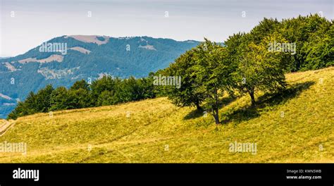 Grassy Hillside With Trees On A Bright Day Beautiful Summer Scenery In