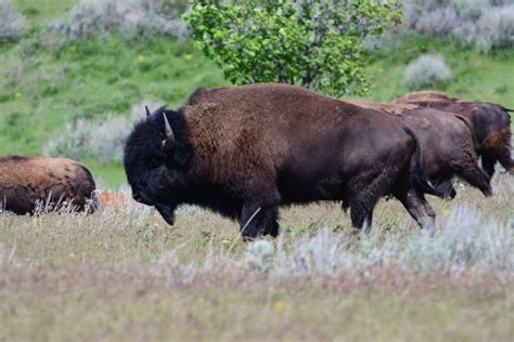 Guaranteed Bison Hunting Utah Guided Bison Hunts West Canyon Ranch