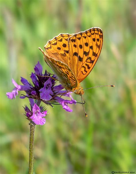 High Brown Fritillary Britains Most Endangered Butterfly Flickr