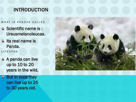 Ppt Giant Panda Powerpoint Presentation Free Download Id2673947