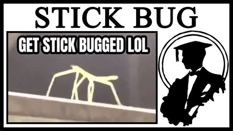 How Get Stick Bugged Lol Began Youtube