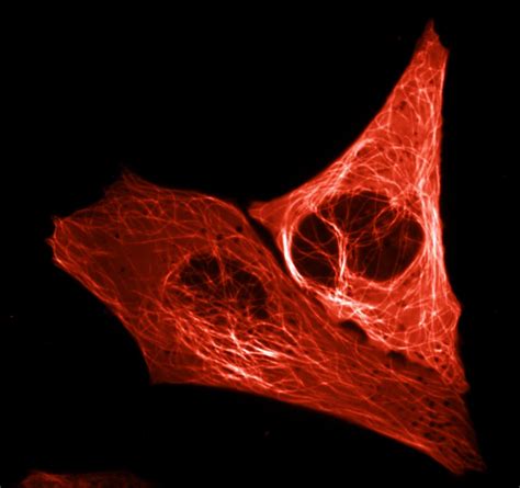 Bright Red Fluorescent Protein Created