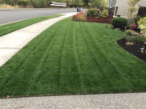 Use a spring tine rake to break up and remove the layer of dead matted grass known as thatch. Scotts Thick'R Lawn - overseeding results : lawncare