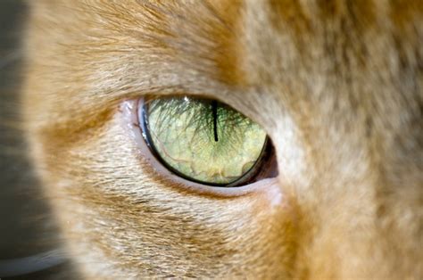 4 Cool Facts About Cat Eyes Catster