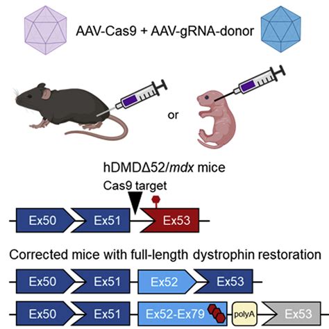 Full Length Dystrophin Restoration Via Targeted Exon Integration By Aav Crispr In A Humanized