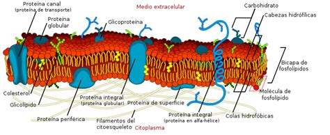 Portafolio De Biologia Celula