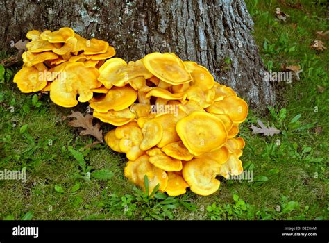Yellow Tree Fungi High Resolution Stock Photography And Images Alamy