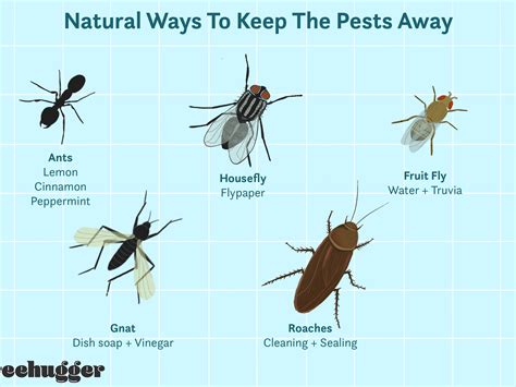 How To Get Rid Of Tiny Flying Insects In Kitchen Kitchen Cabinet Ideas