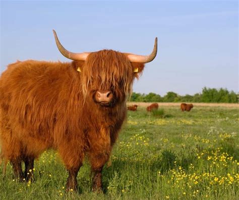 Scottish Highland Cattle Powerful Icon Of Scotland
