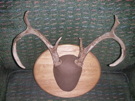 Mounting Deer Antlers 10 Steps With Pictures Instructables