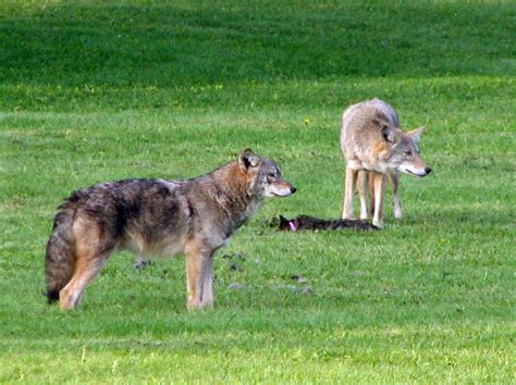 Domestic cats were found in only 1.3% in scats. Ajax coyotes' cat dinner adds to residents' unease | The Star