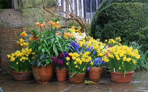 We did not find results for: A guide to growing spring flowering bulbs. - Growing Nicely