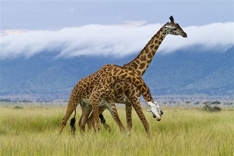 10 Fun Facts About Giraffes